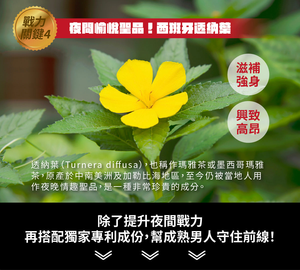 【好好時養】酉時計畫-甲斐之虎 30顆/盒 秘魯黑紅瑪卡 L-精胺酸 茄紅素 鋅 提升活力 男性保養 商品介紹圖 15
