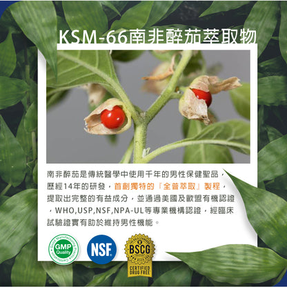 【精銳昇EXFERTIL】男性綜合營養素膠囊 60粒/盒 維持生理機能 男性保健 提升活性