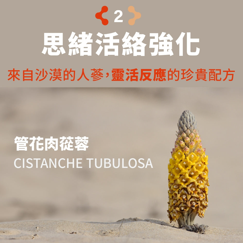 【PaPaOligo糖老爹】益專注膠囊 30顆/盒 強化注意力集中 鼠尾草萃取物 小孢子靈芝球蛋白 凝精聚神