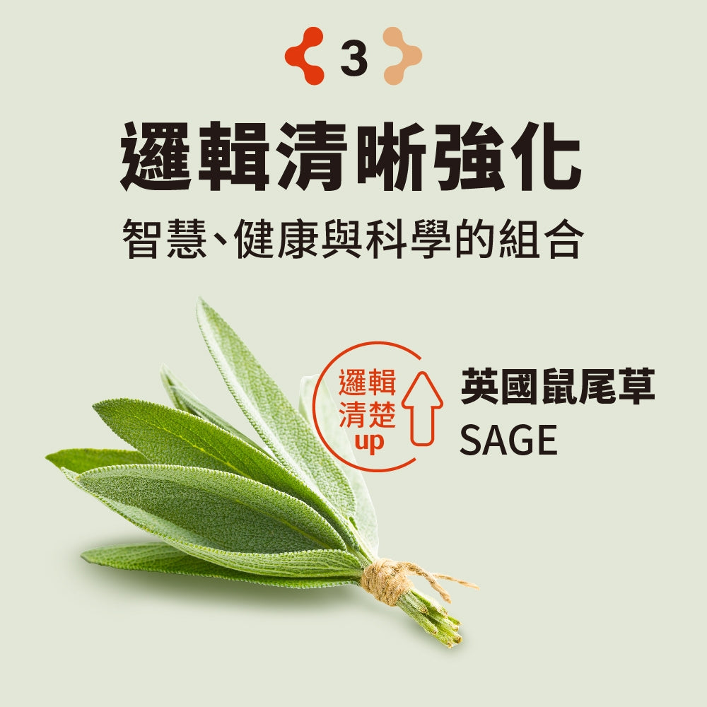 【PaPaOligo糖老爹】益專注膠囊 30顆/盒 強化注意力集中 鼠尾草萃取物 小孢子靈芝球蛋白 凝精聚神