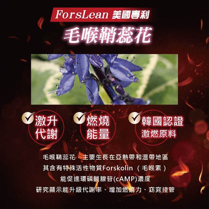 【MedBIO美百優】孅窈窕三效膠囊 60粒/瓶 增加飽足感 油切代謝