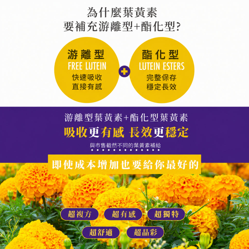 【穎達生技】5S雙型態葉黃素 30顆/盒 三國專利金盞花 蝦紅素 山桑子 玻尿酸 游離+酯化雙型 3C保養 商品介紹圖 2